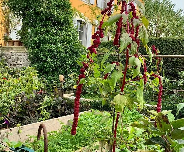 Bed & Breakfast D'hotes La Borderie Du Go Pres De La Rochelle - Nieul-sur-Mer